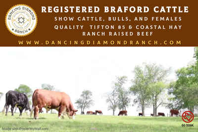 Dancing_diamond_ranch_banner_2_